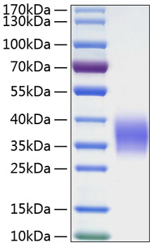 Recombinant human ephrin-b2/efnb2 protein 100 µg