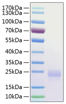 Recombinant human ctla-4 protein 20 µg