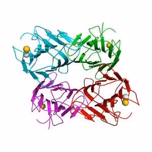Resin concanavalin a agarose 5 mL