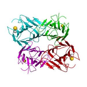 Resin concanavalin a agarose 5 mL