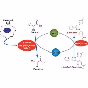 Tests cytotoxicity cytoscan ldh 1 test