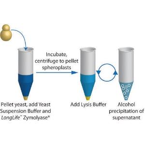 Yeast plasmid prep 100 preps 1 KIT