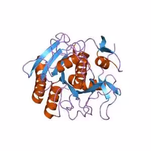 Enzyme proteinase k 100 mg