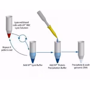 Xit genomic dna gram neg bact 25ml 1 KIT