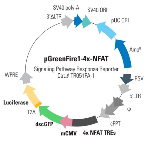 Pgreenfire1-4x-nfat (virus)sup 2,10^6 ifus
