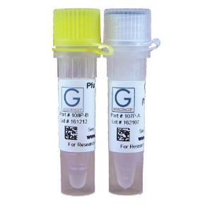 Pfu polymerase 500 unités