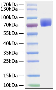 Recombinant mouse b7-1/cd80 protein 500 µg