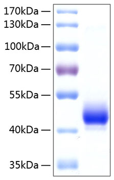 Recombinant human acvr1b protein 100 µg