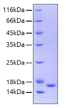 Recombinant human interleukin-36 ga mma protein 20 µg