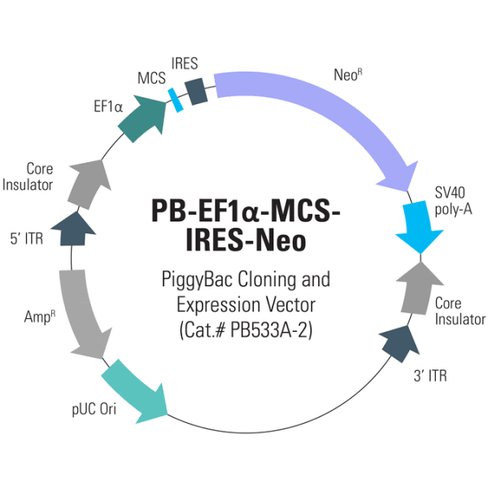 Pb-ef1-mcs-ires-neo cdna cloning and expression vector (sous licence) 10 µg