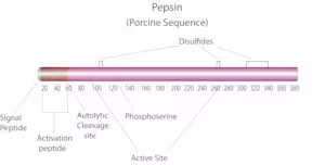 Pepsin from porcine gastric mucosa 100 g