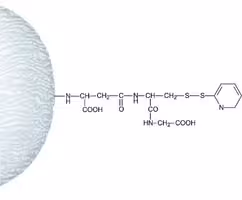 Activated Thiol–Sepharose 4B lyophilized powder, 1 g