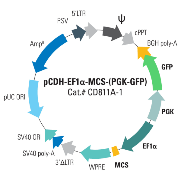 Pcdh -ef1-mcs-(pgk-gfp) cloning and expression vector 10 µg 10 µg