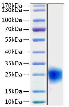 Recombinant human cripto/tdgf1 prot ein 50 µg