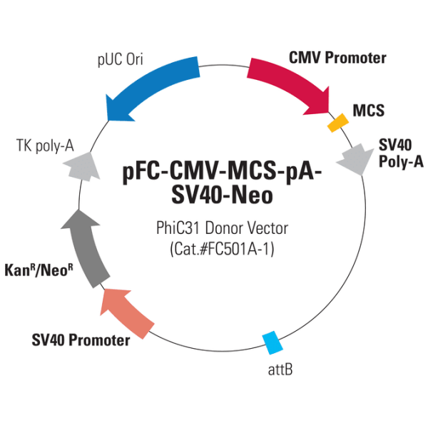 Pfc -cmv-mcs-pa-sv40-neo phic31 donor vector 10 µg