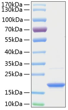 Recombinant human tnfsf13b protein 50 µg