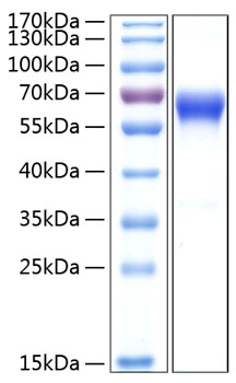 Recombinant human 4-1bb/cd137 prote in 50 µg