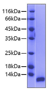 Recombinant human igf2 protein 500 µg
