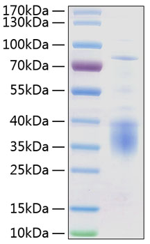 Recombinant human il12a/nksf1 prote in 50 µg