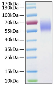 Recombinant human il13ra1 protein 50 µg