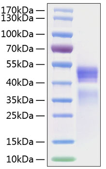 Recombinant human il-12 protein 10 µg