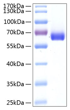 Recombinant human btn1a1/butyrophil in protein 20 µg