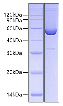 Recombinant human heat shock 47kda/ serpinh1 protein 500 µg