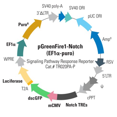 Pgreenfire1-notch (plasmid)+ ef1-puro 10 µg