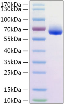 Recombinant human clm9 protein (clm -9, clm9, nepmucin, trem-4, trem4) q6uxg3 50 µg