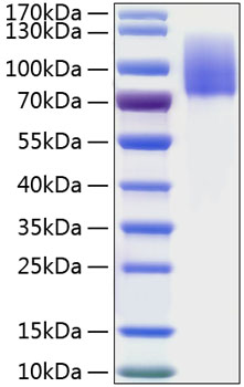 Recombinant human mer/mertk protein 20 µg