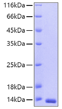 Recombinant human thioredoxin protein 100 µg