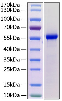 Recombinant mouse renin protein (d1 9352, ren, ren-1, ren-a, ren1c, ren1d, rn-1, rnr) p06281 10 µg