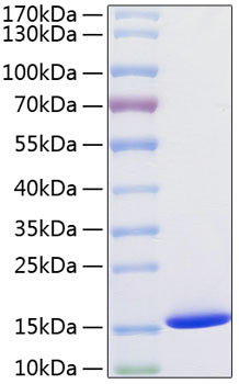 Recombinant human cystatin sa/cst2 protein 100 µg