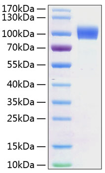 Recombinant mouse her2/erbb2 protei n 20 µg