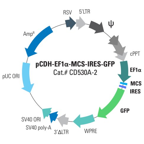 Pcdh -ef1-mcs-ires-gfp cdna cloning and expression vector 10 µg