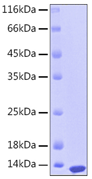 Recombinant human s100a12 protein 10 µg