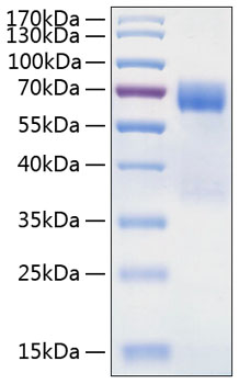 Recombinant human tim-3 protein 100 µg