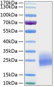 Recombinant human gm-csf/csf2 protein 100 µg