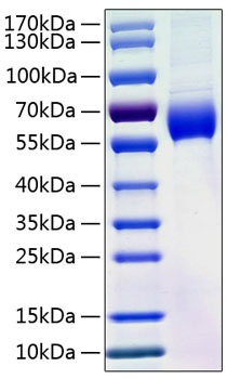 Recombinant human angiotensinogen p rotein 50 µg