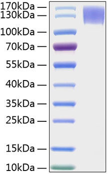 Recombinant human mer/mertk protein 10 µg