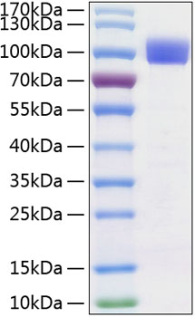 Recombinant human tyro3/dtk protein (byk, dtk, rse, sky, tif) q06418 10 µg