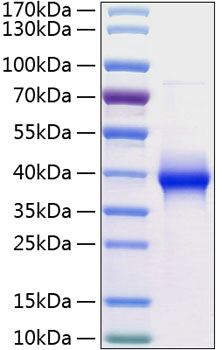 Recombinant human lilrb4/cd85k/ilt3 protein 10 µg