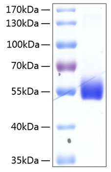 Recombinant human hvem protein 50 µg