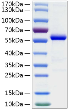 Recombinant human ephrin-a5/efna5 p rotein 20 µg