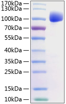 Recombinant human fgfr-2 protein 10 µg