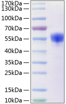 Recombinant human ncr3/nkp300 protein 100 µg