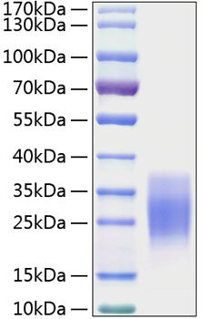 Recombinant mouse scf protein 10 µg