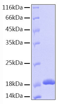Recombinant human il-36 beta protei n 10 µg