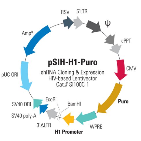 Psih1-h1-puro shrna cloning and expression vector10 µg 10 µg