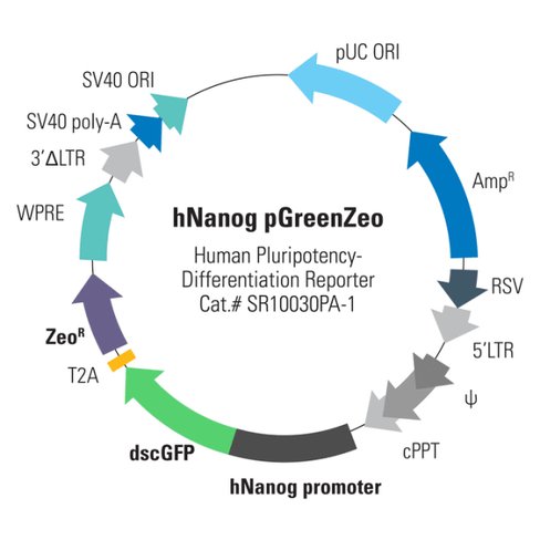 Human nanog differentiation reporter (pgreenzeo pre-packaged)sup 2,10^6 ifus